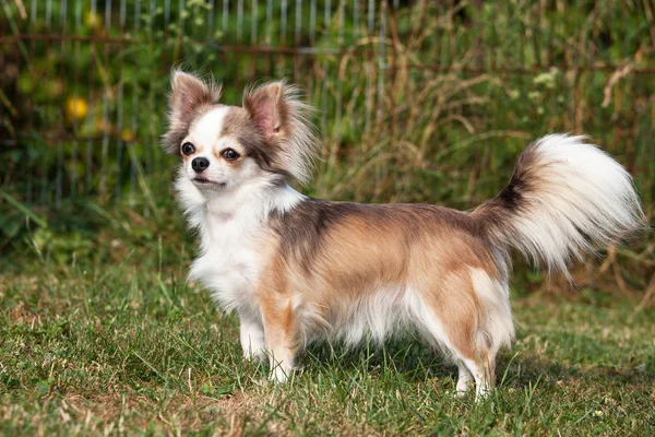 Πορτρέτο Του Σκυλί Chihuahua Ωραία — Φωτογραφία Αρχείου