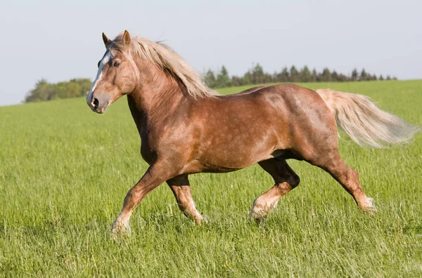 Großes Schönes Pferd Läuft — Stockfoto