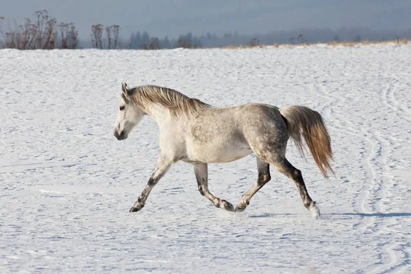Nice horse running through snowy landscape