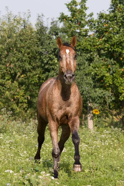 Piękny Koń Appaloosa Uruchomiona Łące — Zdjęcie stockowe