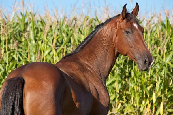 Portret Van Mooi Bruin Horse — Stockfoto