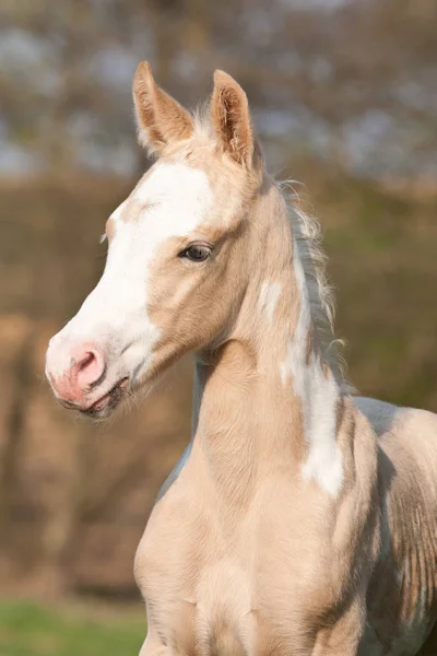 Portrét Pěkné Barvy Koně — Stock fotografie