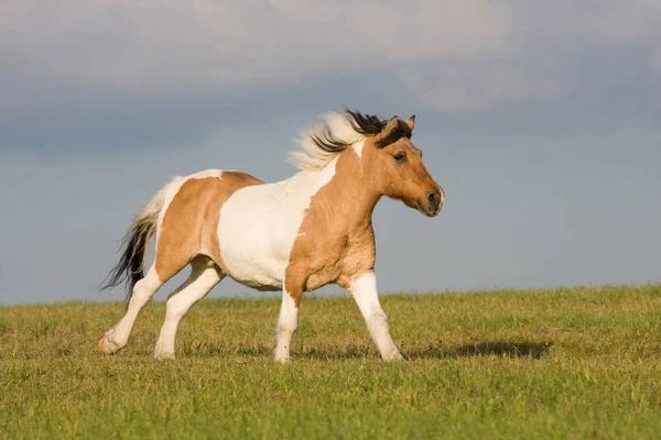 牧草地で走る素敵なポニー — ストック写真