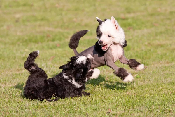 Dois Jovens Chineses Crista Cão Brincando Juntos — Fotografia de Stock