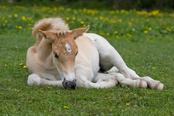 Pose Beau Poulain Poney Haflinger — Photo