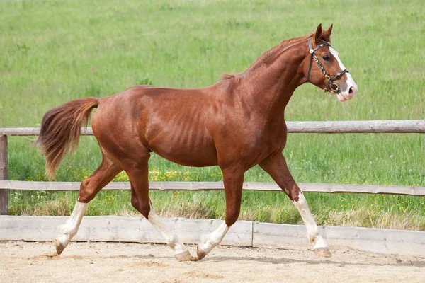 Ritratto Bel Cavallo Che Corre Sangue Caldo — Foto Stock
