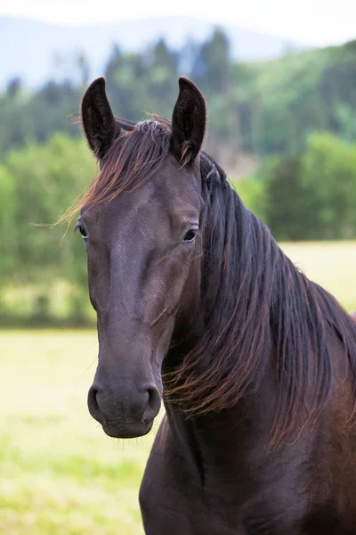 Porträtt Fin Svart Kladrubian Häst — Stockfoto