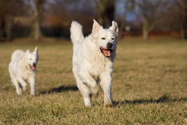 Lindo Perro Naturaleza Aire Libre —  Fotos de Stock