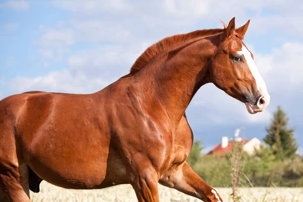 Летом Пастбище Бегает Рыжая Лошадь — стоковое фото