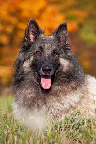 Porträt Eines Netten Belgischen Schäferhundes — Stockfoto