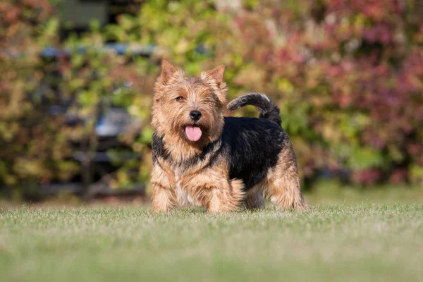 Retrato Agradável Norwich Terrier — Fotografia de Stock