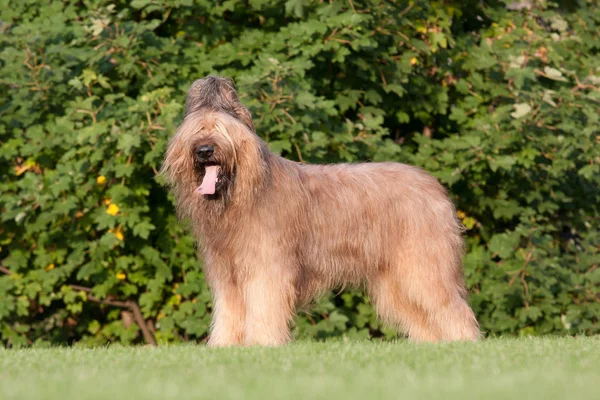 Porträtt Nice Briard — Stockfoto