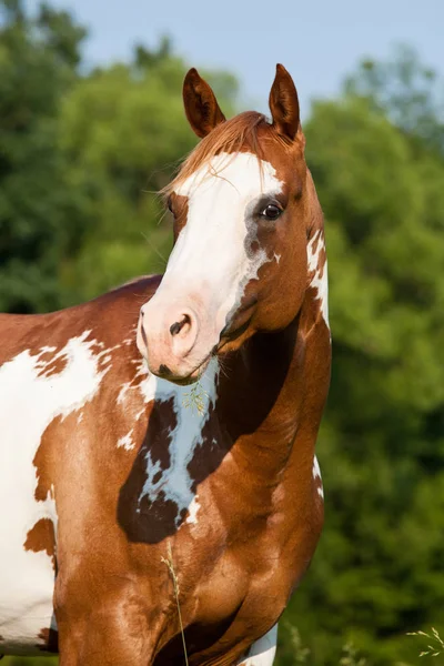 Портрет Красивого Коня — стоковое фото