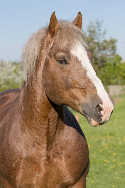 Portret Van Mooi Groot Paard — Stockfoto