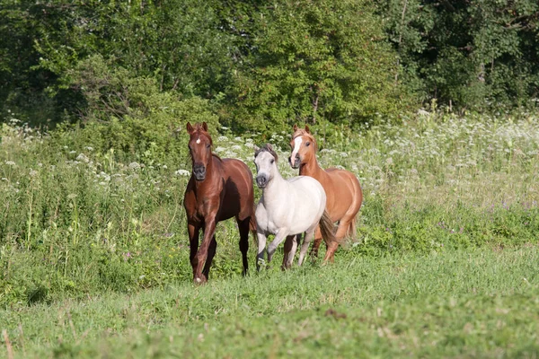 Chevaux Troupeau Courant Sur Prairie — Photo