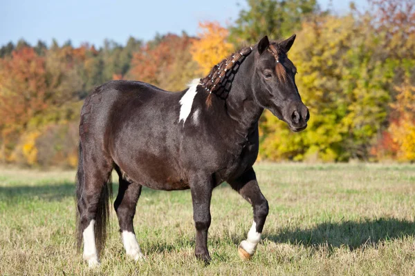 Portrait Nice Shetland Pony — Stockfoto