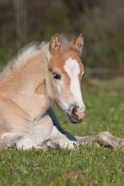 Joli Poulain Couché Haflinger — Photo