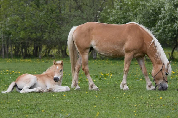 Haflinger Égua Pônei Com Potro Agradável — Fotografia de Stock