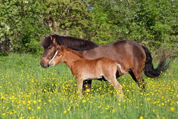 Shetland Pony Klacz Jej Źynią — Zdjęcie stockowe