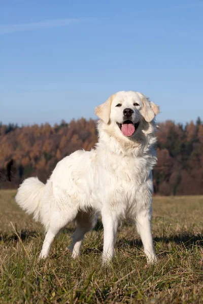 Retrato Cão Branco Agradável Chuvach Eslovaco — Fotografia de Stock