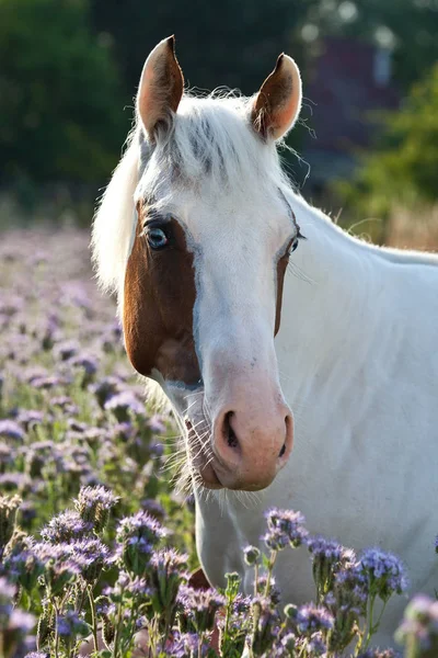 牧草地の紫の花の素敵なペンキの馬の肖像 — ストック写真