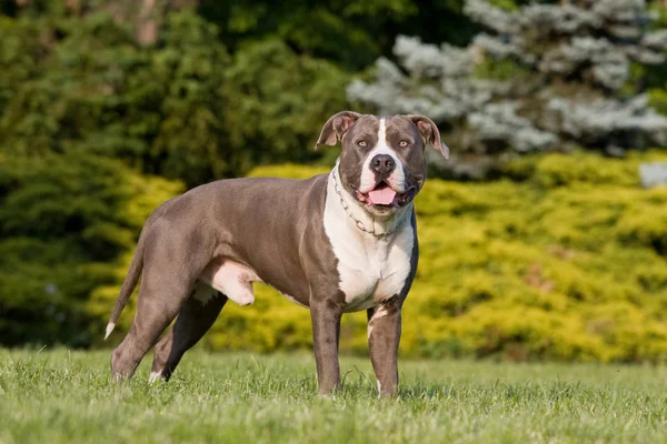 Porträtt Trevlig Amerikansk Staffordshire Terrie — Stockfoto