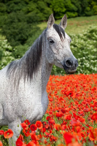 Portrait Nice Arabian Horse Red Poppy Field — ストック写真