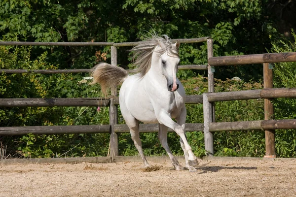 Nice White Arabian Horse Running — Stockfoto