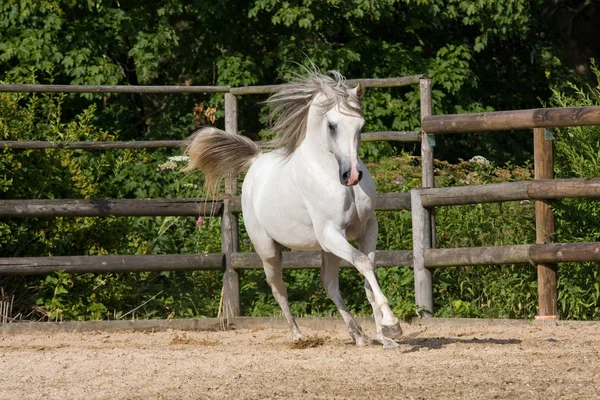 Belle Course Chevaux Arabes Blancs — Photo