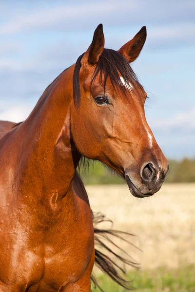 Retrato Cavalo Marrom Agradável — Fotografia de Stock