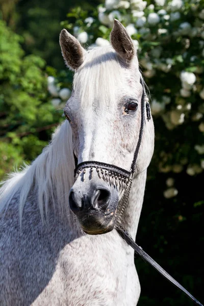 Portrét Nice Arabský Kůň — Stock fotografie