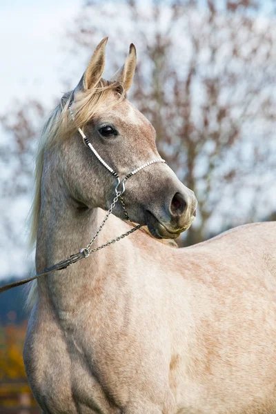 Retrato Bom Cavalo Árabe — Fotografia de Stock