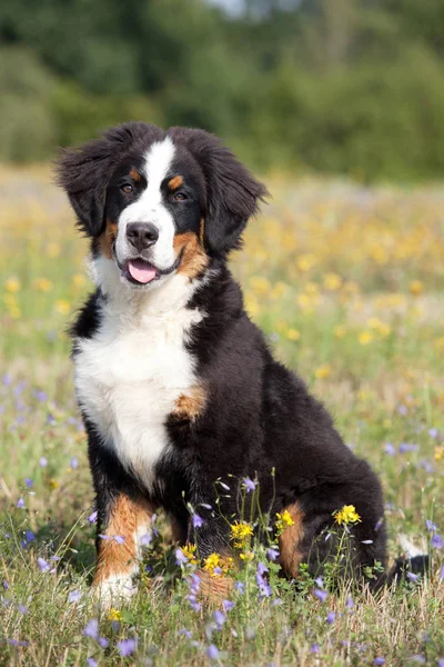 Porträtt Nice Bernese Mountain Dog — Stockfoto