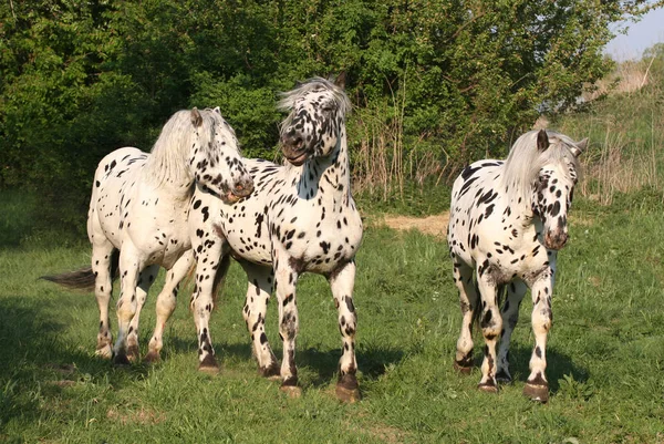 Tre Dejlige Heste Græs - Stock-foto