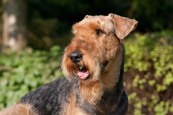 Szép Airedale Terrier Portréja — Stock Fotó