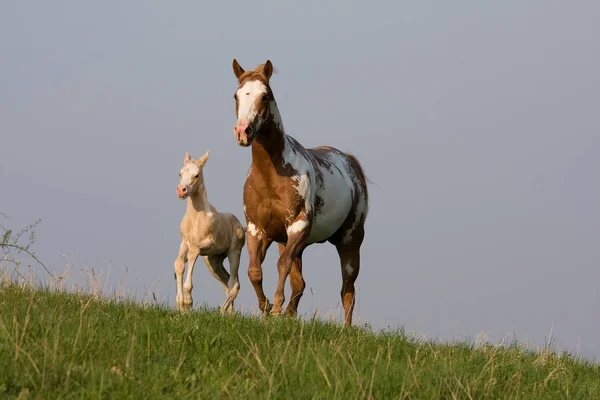 素敵な子馬を実行するいるとマーレ — ストック写真