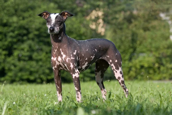 Köpek poz portresi