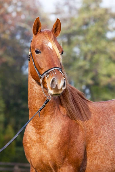 Portret Van Mooie Arabische Paard — Stockfoto