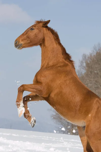 Portrait Sorrel Prancing Horse — Stock Photo, Image