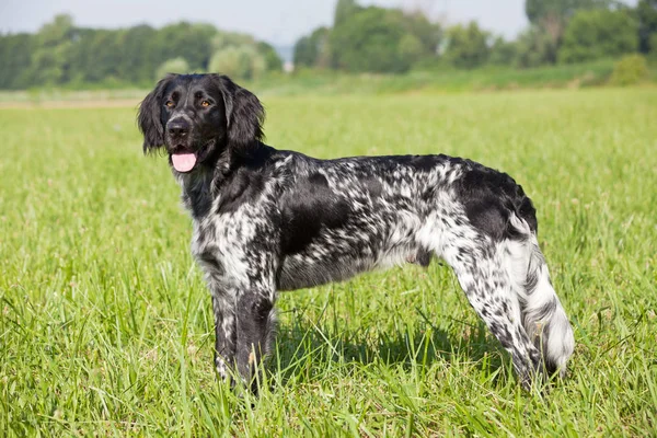 Güzel büyük munsterlander köpek portresi