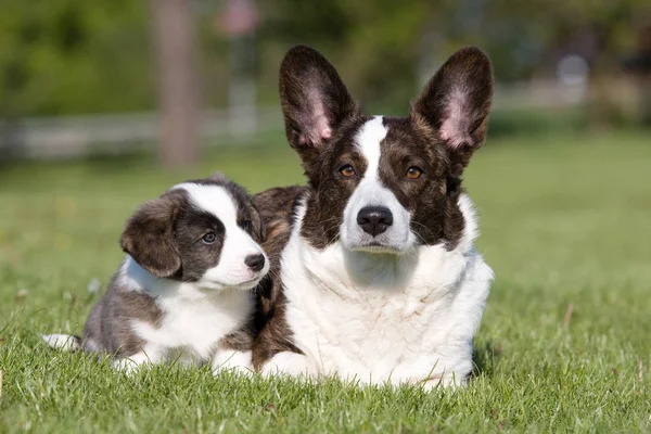 Twee Welsh Corgi Cardigan Poseren — Stockfoto