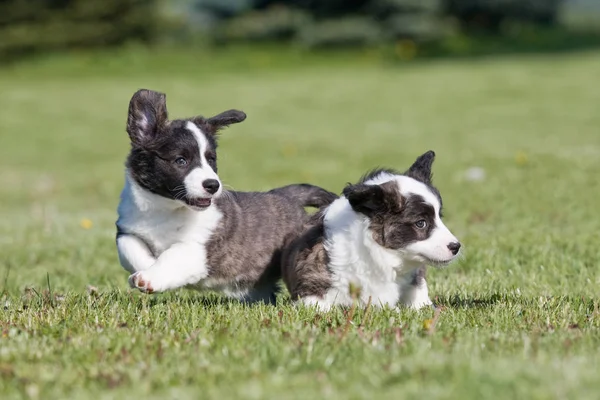 Dois Cachorros Bonitos Estão Brincando Juntos — Fotografia de Stock