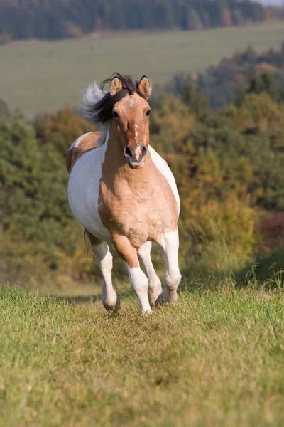 Beau Poney Courant Sur Prairie — Photo