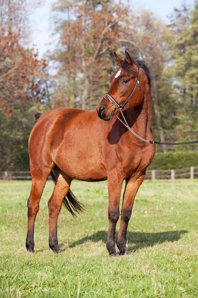 Porträtt Trevlig Arabiska Häst — Stockfoto