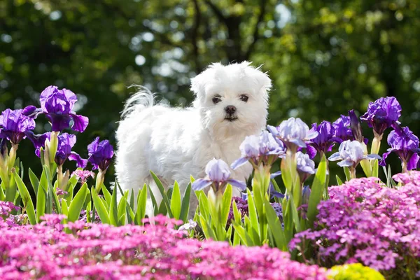 Porträtt Fina Unga Maltesiska Dog — Stockfoto