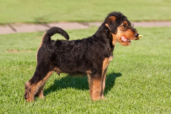 Happy young airedale terrier