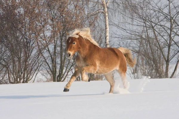 Nice Haflinger Horse Running — Stock Photo, Image