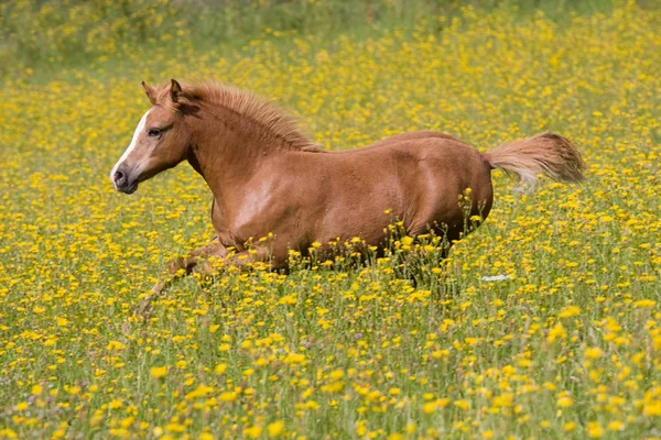 黄色の花と草原で馬を実行 — ストック写真