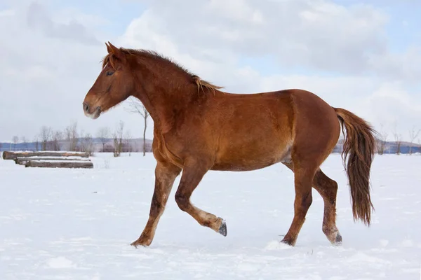 Horse Running Winter Landscape — Stock Photo, Image