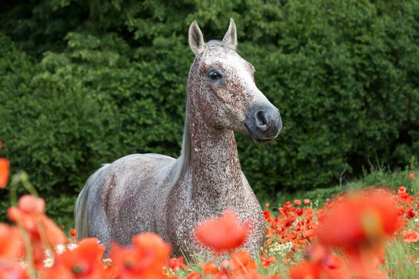 Portrait Nice Arabian Horse Red Poppy Field — ストック写真